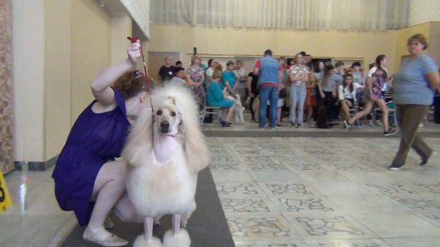 31. Моно пуделей 8.07.2018. Озерск.  БЭСТ больших смотреть онлайн