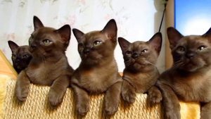 Улыбаемся и машем: ушами