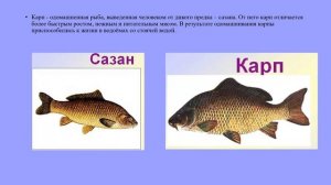 Рыболовство и рыбоводство биология 8 кл