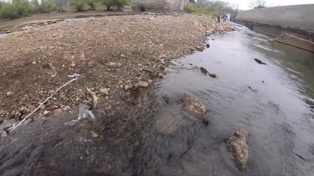 Beginner Sauger Fishing at Falls Of The Ohio River in Louisville