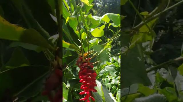 Invassive Red Ginger