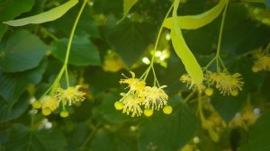 Футаж - Лето. Липовый цвет. Бежим наслаждаться запахом.  |  Футаж природа [FullHD]