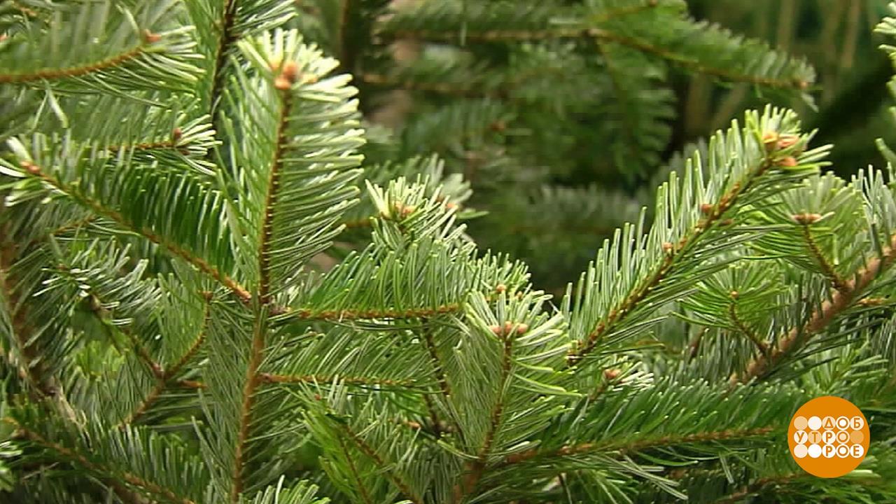 Duft хвоя. Напиток хвойный зелёный хлорофилл 500 мл. Planeta organica ticket to new zealand кондиционер для объёма волос уплотняющий 400 мл. Логотип хвойные. Напиток хвойный хлорофиллина натрия.