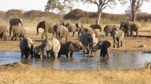 Слон в дикой природе