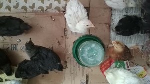 Польза сладкой воды для цыплят//Как давать воду с сахаром цыплятам, утятам, индюшата.