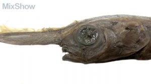 5 Самых Жутких Глубоководных Рыб в Мире 2 часть