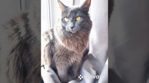 Натуральный корм. Мясные миксы. Здоровое питание для кошек и собак .