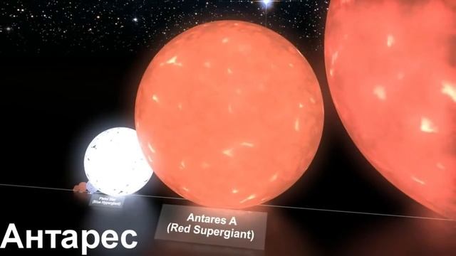 Vy большого пса текст. Самая большая звезда во Вселенной. Кто притягивает звезду Антарес. Соотношение размеров земли и солнца шар для пинпонга. Какой будет Антарес по сравнению с Меркурием.