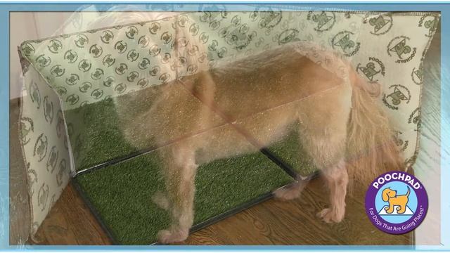 PoochPad - лоток с травкой. смотреть онлайн