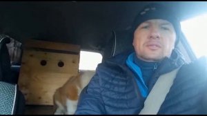 Бугай Алабай Яша Буцефал. В Баку на ПМЖ.