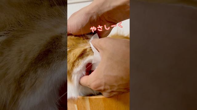 短足猫ちゃんの目やにが気になったのでとってみましたっ！