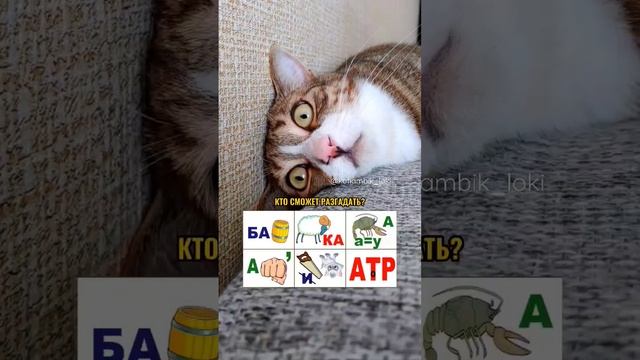 ПОМОГИТЕ КОТИКУ РАЗГАДАТЬ РЕБУСЫ? #котики #shorts