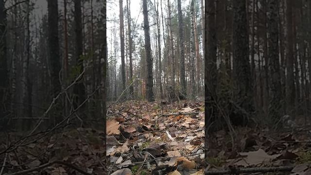 Гуляем с Лари...30октября...за грибами...2часть... смотреть онлайн