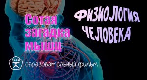 Сотая загадка мышц.