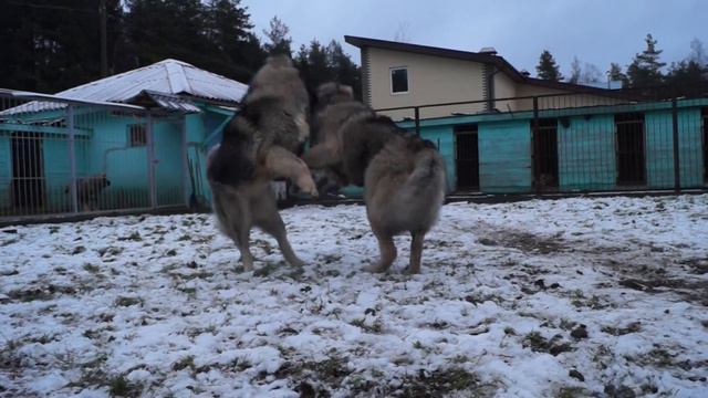 3 декабря 2015 года Луна и Емпресс смотреть онлайн