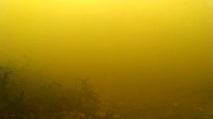 Зимние блёсны для ловли окуня. Подводная съёмка игры зимних блёсен. Ловля окуня  подводная съёмка.
