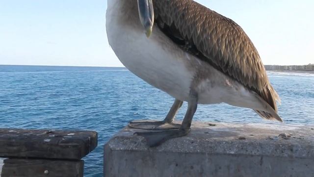 (1024) Америка. ОКЕАН, АКУЛА И ПЕЛИКАН ДЖЕФФРИ)))  Natalya Quick . смотреть онлайн