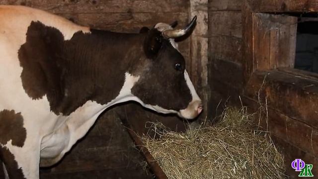 Говорящий КОТ 5 «Мира, может корову заведём, как кот Матроскин? Сметанка своя будет» - предложил ко смотреть онлайн