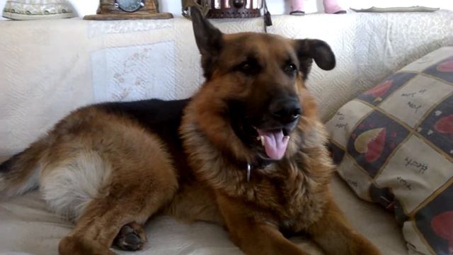 ХОЗЯИН !!! -  А потише можно....?! смотреть онлайн