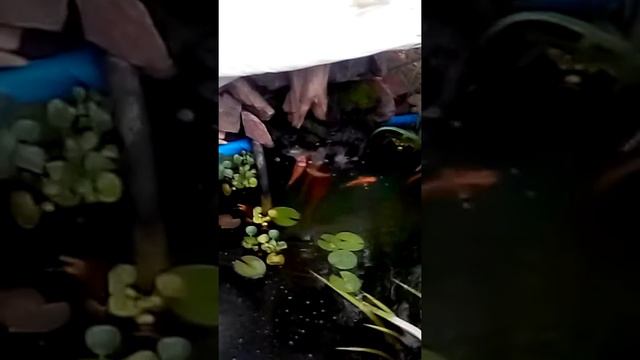 Пруд для карпов кои смотреть онлайн