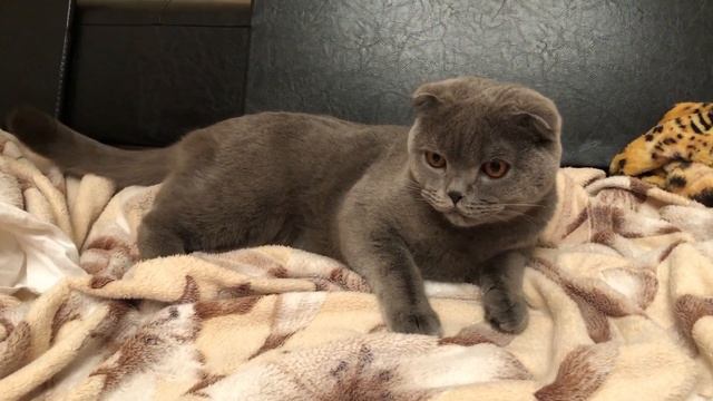 Как дать лекарство коту? Идеальный способ для любого кота