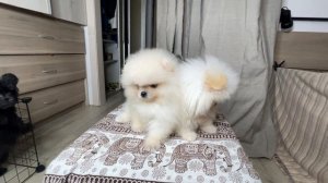 Щенки шпица мини оптически белые - купить в питомнике