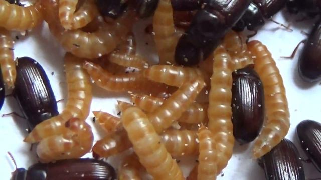 Личинки Жука-Знахаря Ulomoides dermestoides Coleoptera: Tenebrionidae
