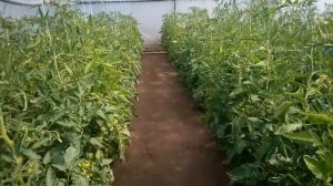 Томат Аламина - 14 мая.Профилактическая обработка от вредителей.