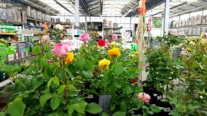 ?ОБИ?НЕБОЛЬШАЯ УЦЕНКА ЦВЕТОВ⚘?Что я Нашла из Цветочков по Выгодной Цене?