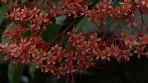 Clerodendrum paniculatum (Pagoda flower )