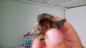 Рассказ о раке отшельнике