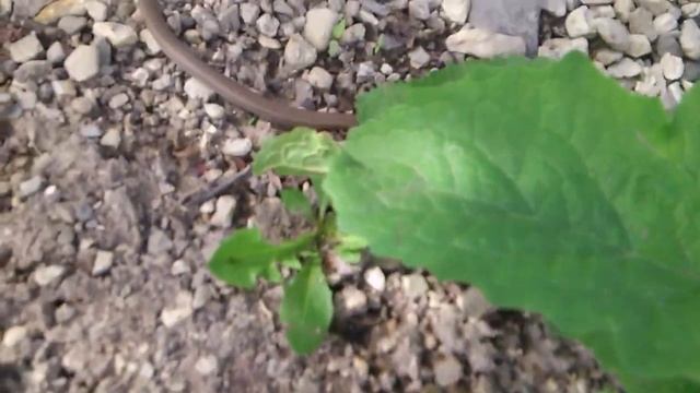 Червяки распоясались смотреть онлайн