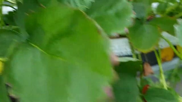 Саженцы земляники Harmony (Гармони) (часть 2)