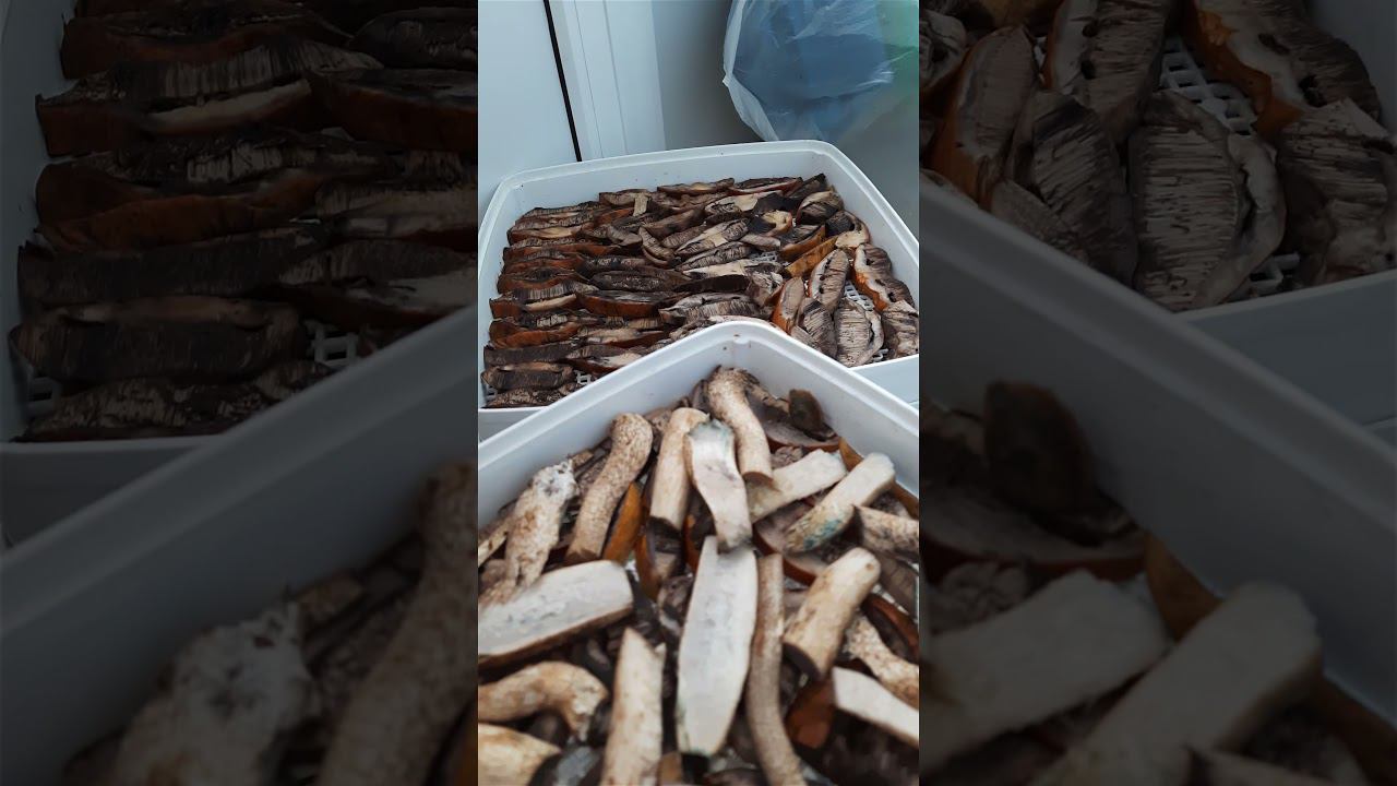 Сушу грибы 15 часов и закрываю в банки смотреть онлайн