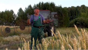 Чуть не положил на бок трактор ЛТЗ-60 с валковыми граблями