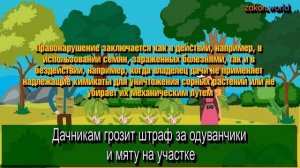 Дачникам грозит штраф за одуванчики и мяту на участке