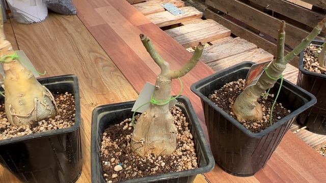 Почему нас долго не было? Ожоги на адениумах смотреть онлайн