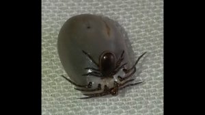 Клещ пьет кровь у клеща. Нет, они спариваются !!!