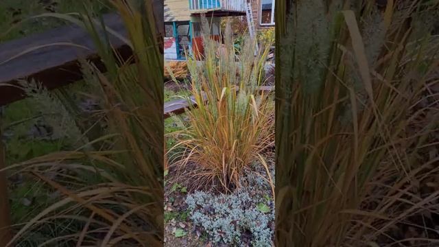 Просо прутьевидное и Вейник остроцветковый: Karl Foester. Сравнение в дизайне участка смотреть онлайн