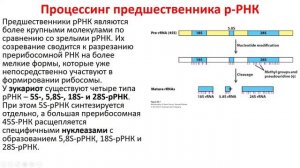 Биохимия. Лекция 36. Матричные биосинтезы. Транскрипция РНК.