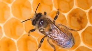 Кто пчелок уважает