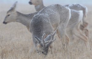 Апрельские качели, температурные
