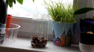 Как посадить косточку авокадо в землю? / luchek_