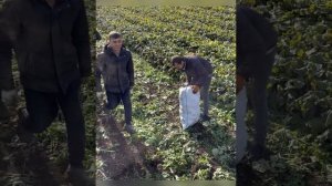 Уборка редька маргеланская