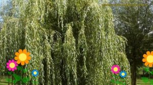 Ива белая Плакучая. Краткий обзор, описание характеристик, где купить саженцы salix alba Plakuchaya