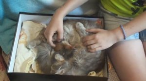 Кошка родила котят.