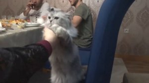 Персидский котенок , ооочень сладкий ))))