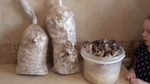 Реанимация грибных блоков.