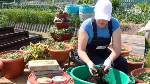 Посадка цветов в уличные вазоны, сезон 2020. Для красивого сада.