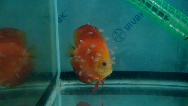 MOV04469 смотреть онлайн